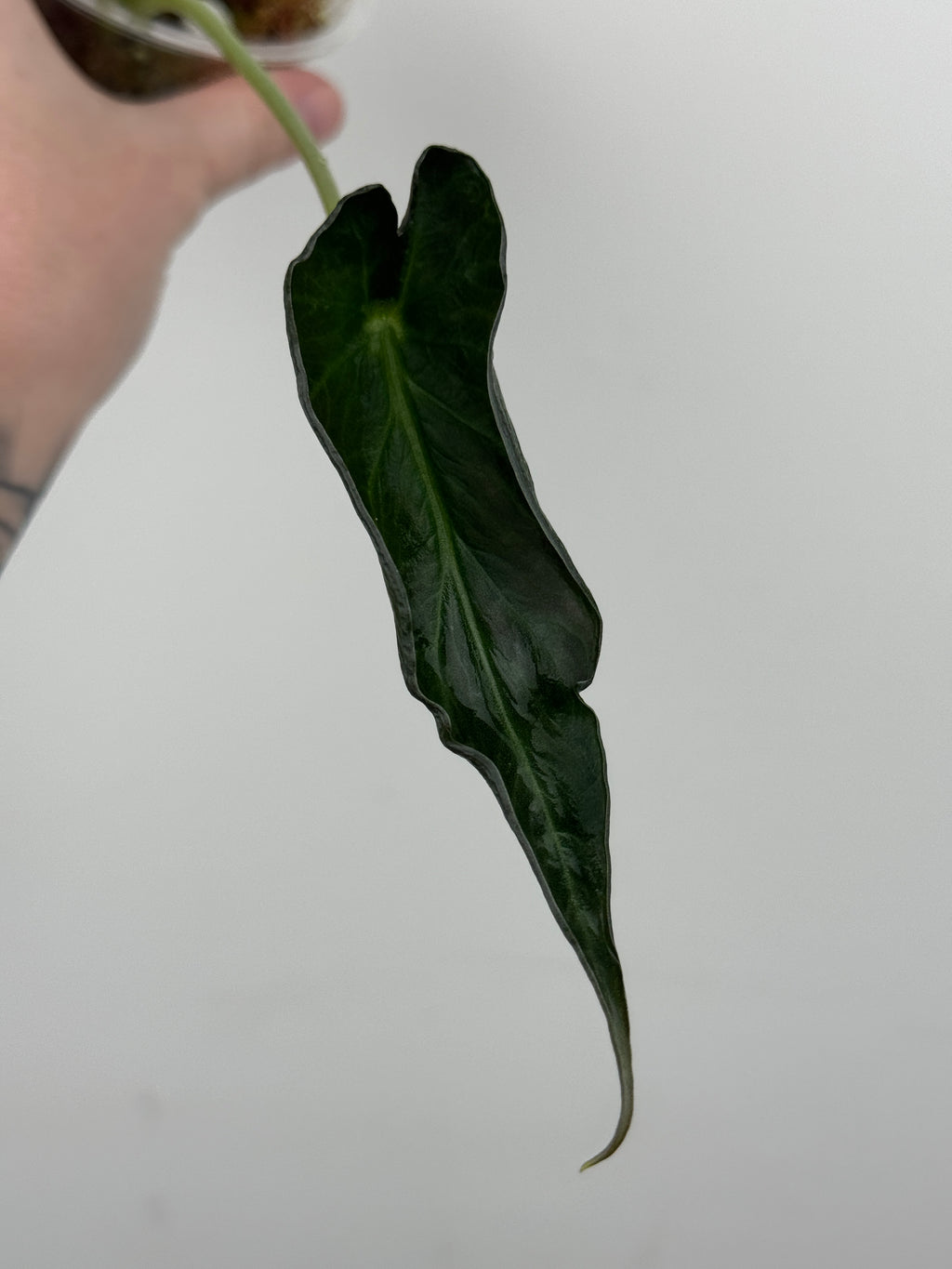 Alocasia 'Grim Reaper' Regal Shields Mutated Form