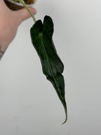 Alocasia 'Grim Reaper' Regal Shields Mutated Form