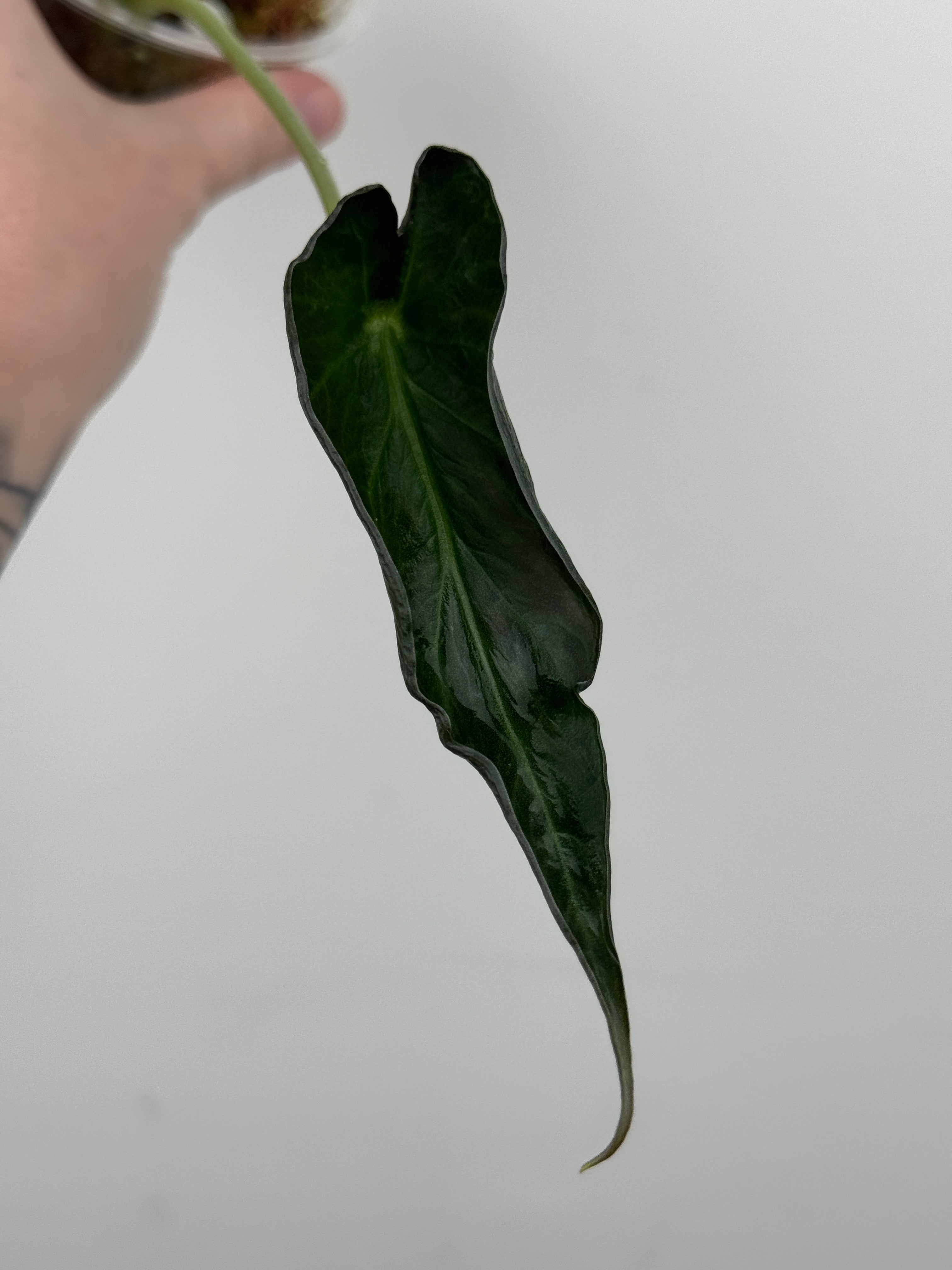 Alocasia 'Grim Reaper' Regal Shields Mutated Form