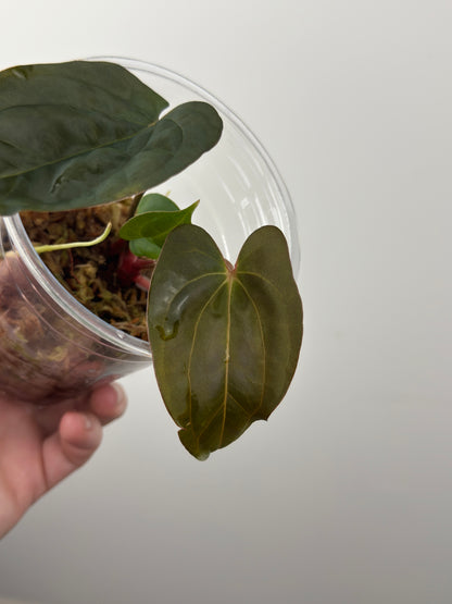 Anthurium 'Bloody Night' x 'Dark Phoenix (DP)'