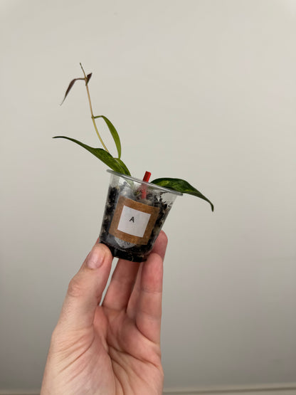 Hoya Dennisii 'Frida' (A)