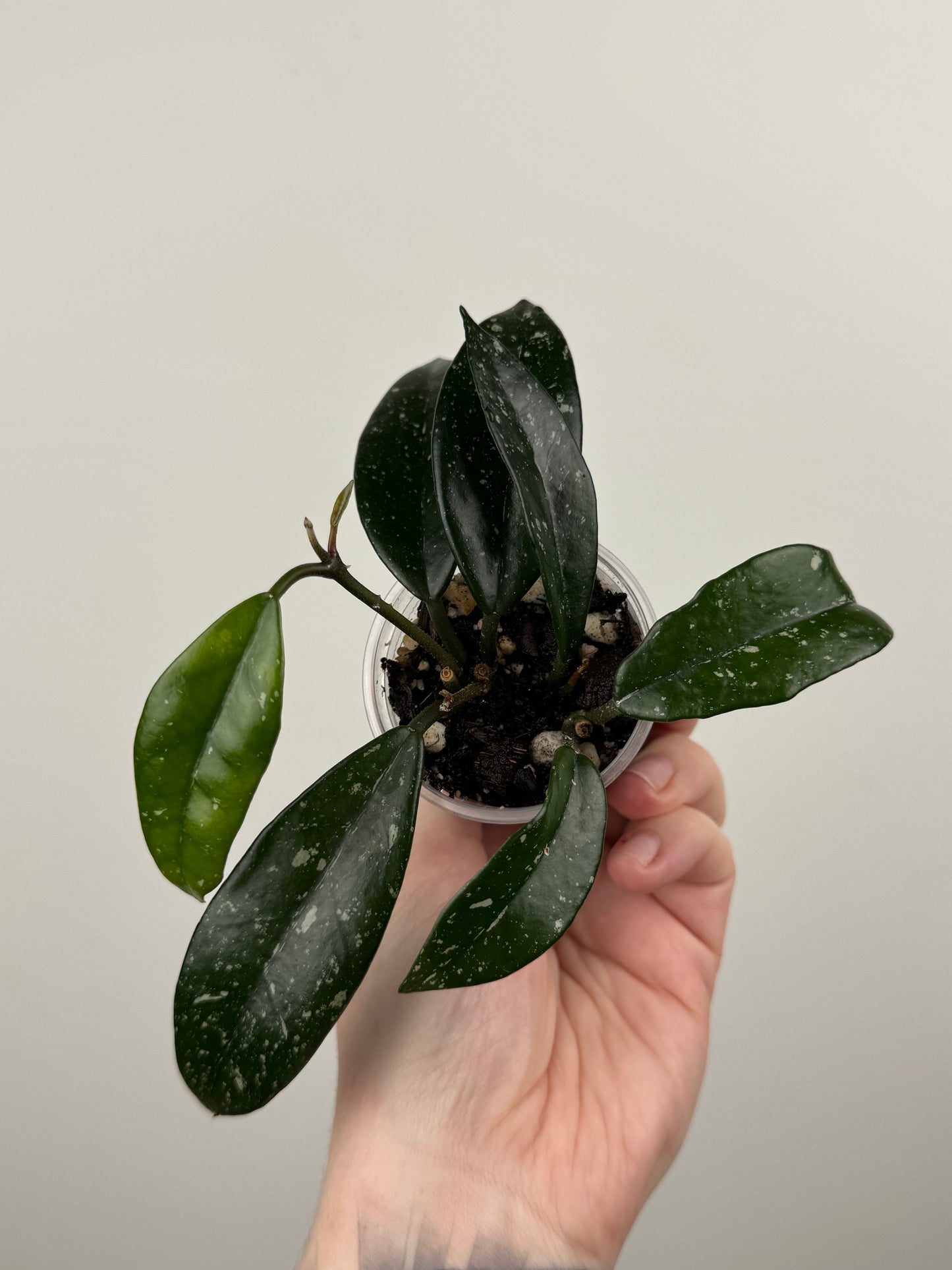 Hoya Carnosa 'Wilbur Graves' (A)