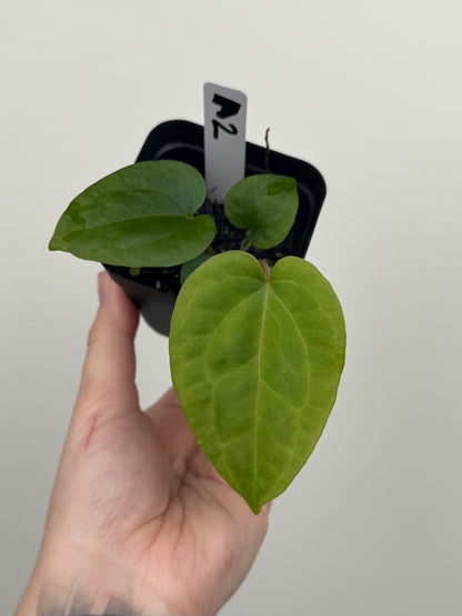 Anthurium ['Antioqua' x (Carlablackiae x Besseae AFF)] x (RVDP x Kunayalense)