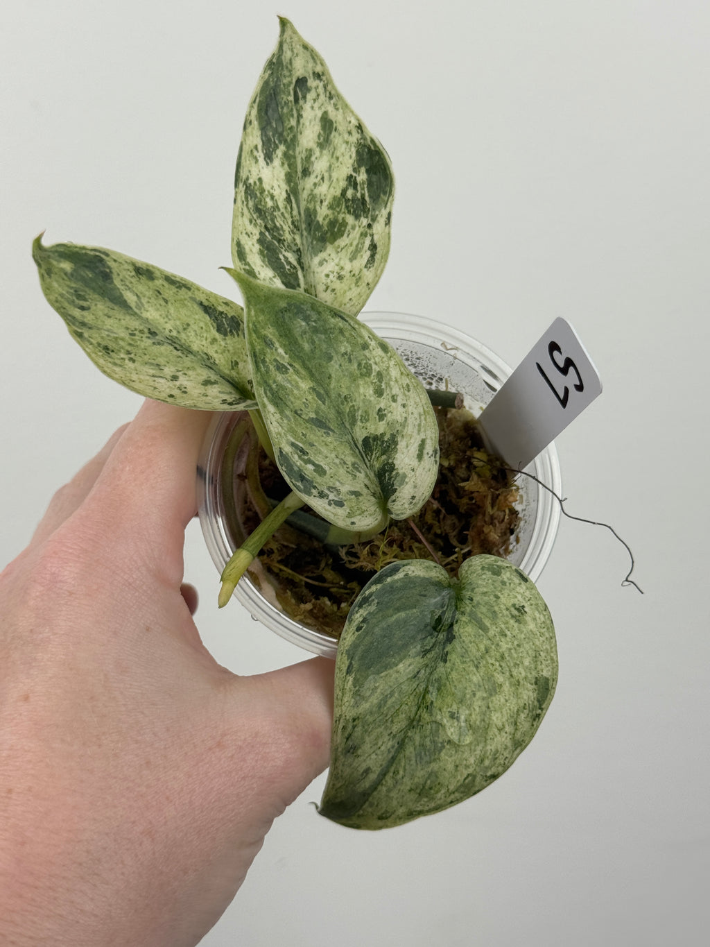 Scindapsus Halimoon