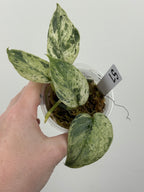 Scindapsus Halimoon