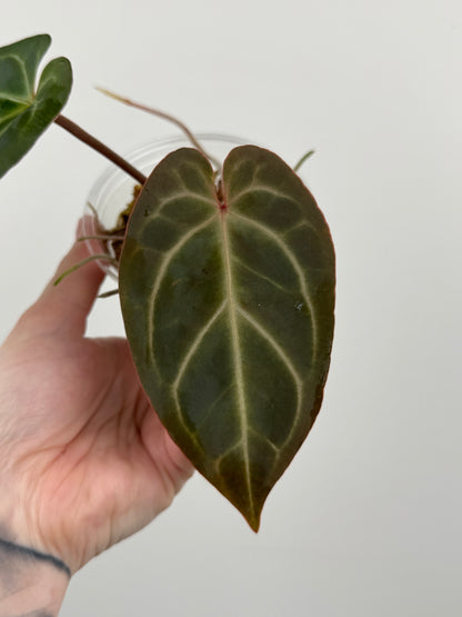 Anthurium Besseae AFF x ('AOS' x 'Red Crystallinum')