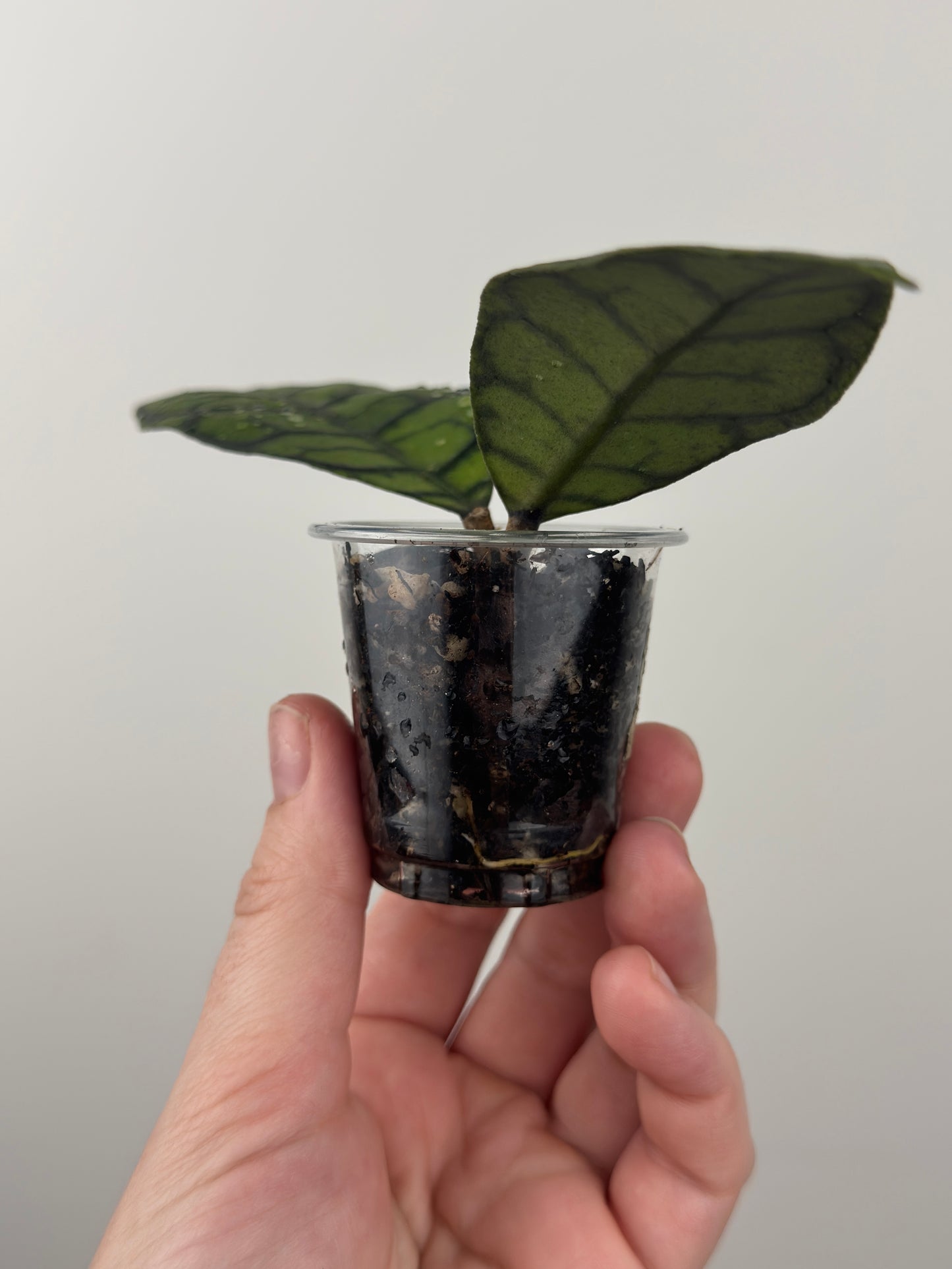 Hoya Callistophylla 'Black Cat' (B)