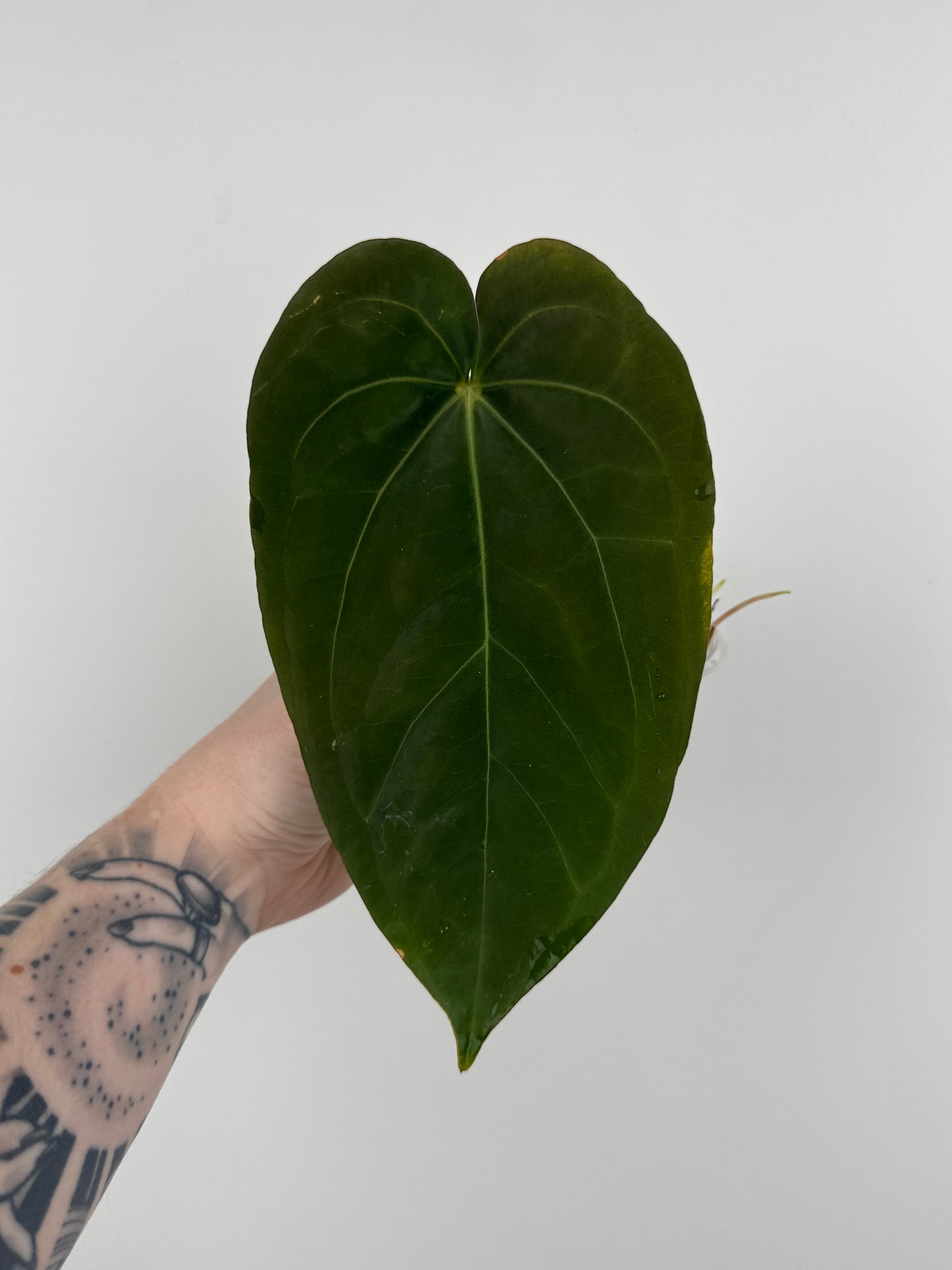 Anthurium ('Black Widow' x ‘Michelle’) x NOID