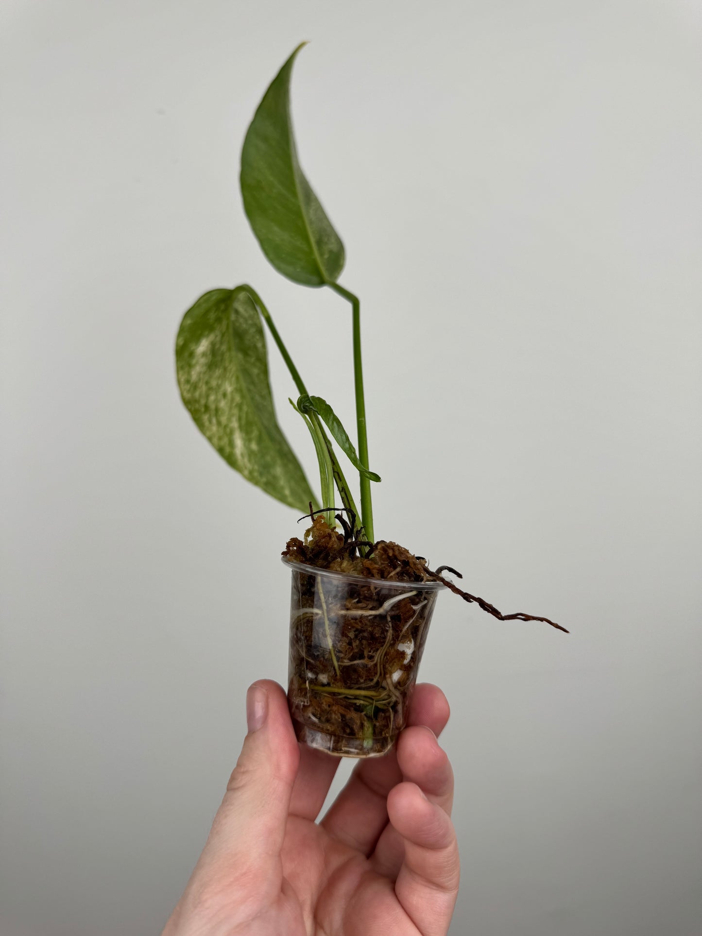 Epipremnum Pinnatum Tricolor Mint Variegated (C)