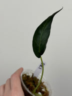 Alocasia 'Grim Reaper' Regal Shields Mutated Form
