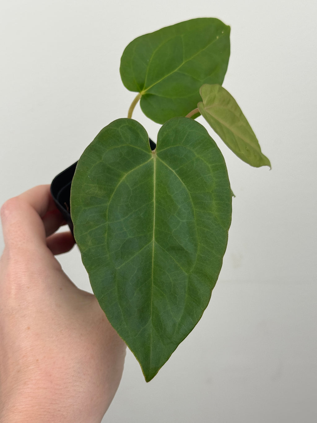 A2 Anthurium ['Antioqua' x (Carla x Bess)] x (RVDP x Kuna)
