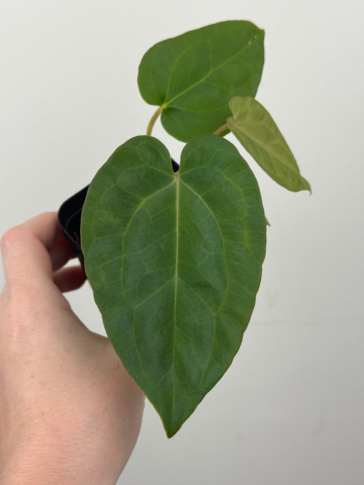 A2 Anthurium ['Antioqua' x (Carla x Bess)] x (RVDP x Kuna)