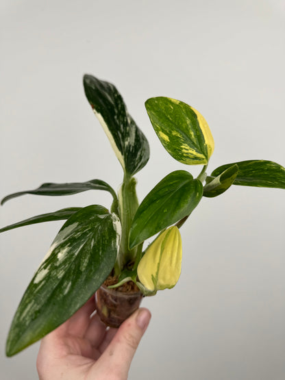 Monstera Standleyana Aurea High Variegation(A)
