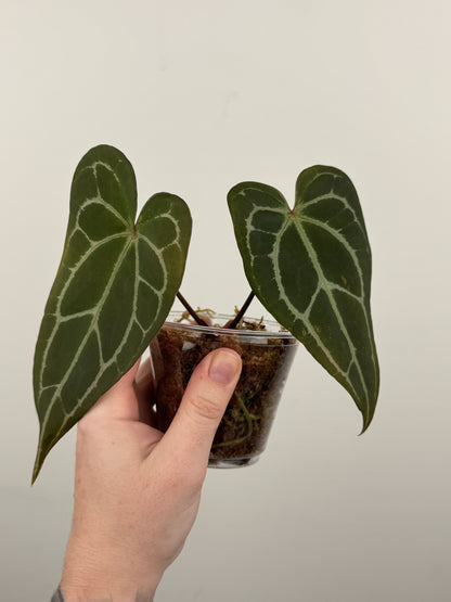 Anthurium Papillilaminum ('Red Spider Type') x Forgetii