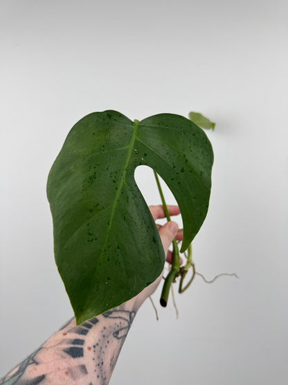 Monstera Sierrana (Hawaiian Clone)