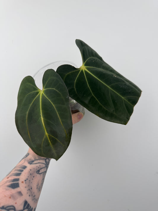 Anthurium (RL x FS) x Carlablackiae