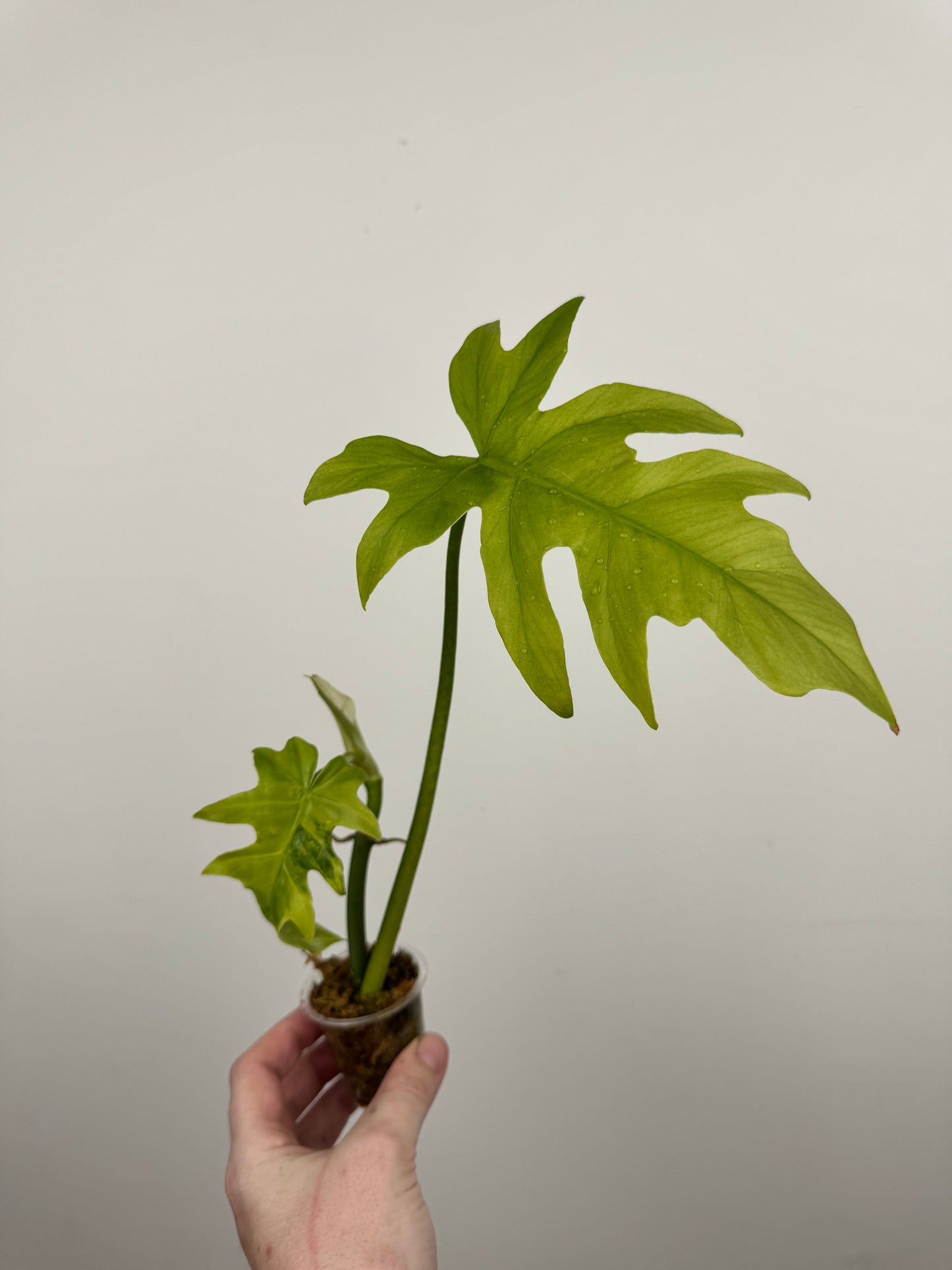Philodendron Radiatum Variegated