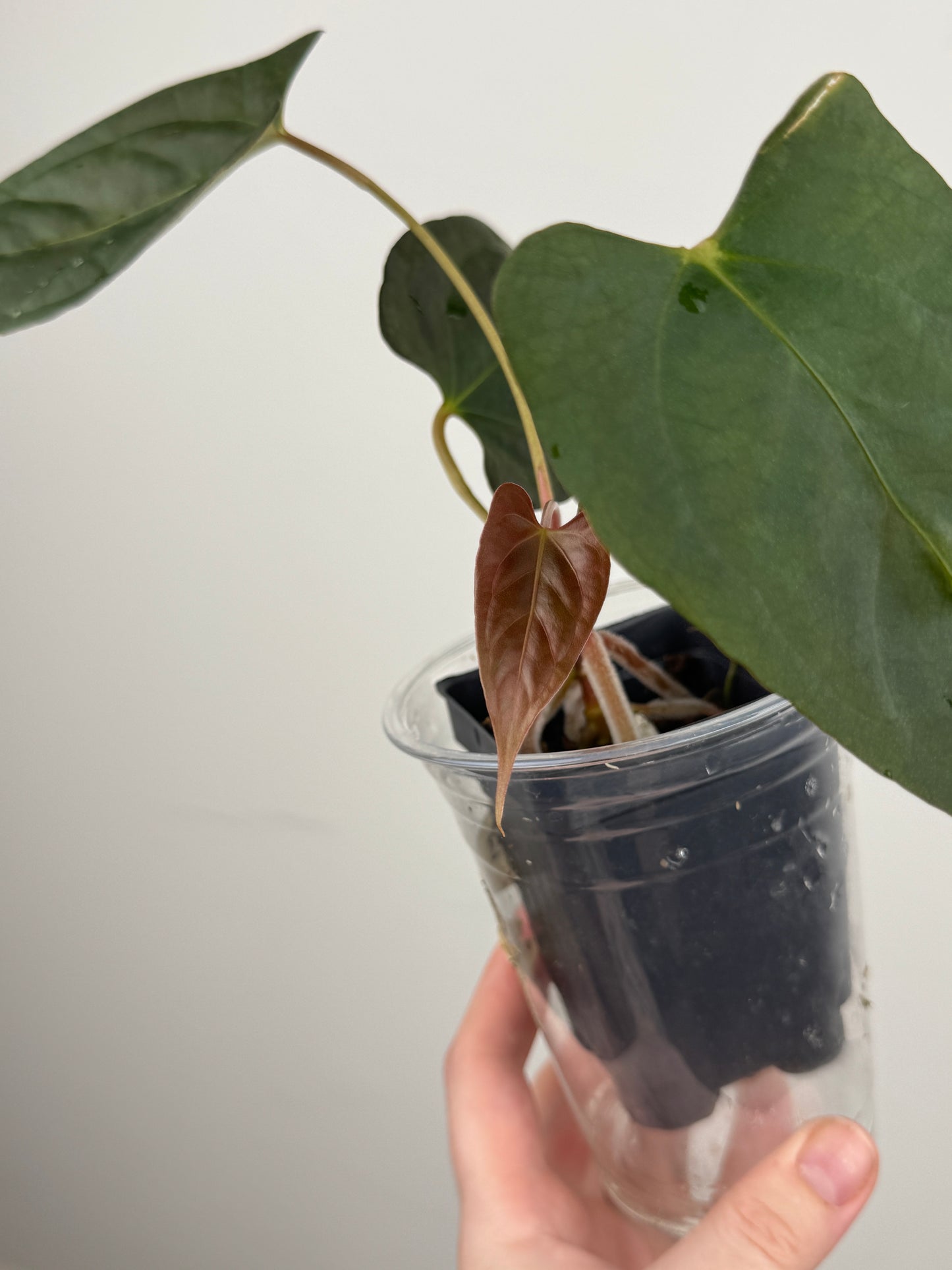 Anthurium ('RL' x 'FS') x NSE Portillae