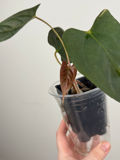 Anthurium ('RL' x 'FS') x NSE Portillae