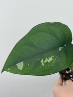 Syngonium Chiapense Albo Variegated