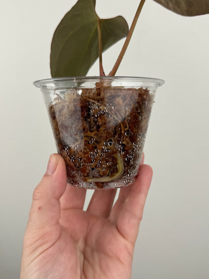 Anthurium ('Delta Dawn' x Antolakii (BVEP)) x Papillilaminum 'Gatorbod'