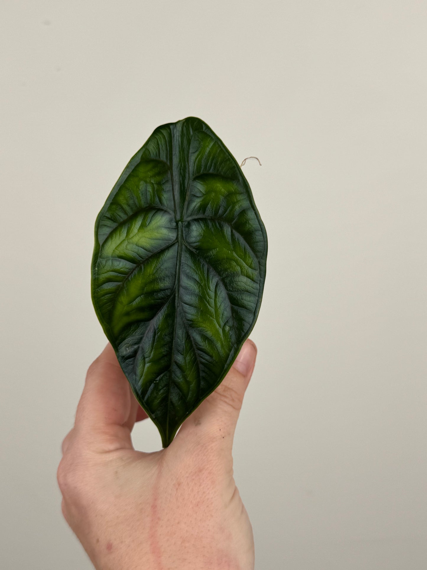 Alocasia ‘Green Unicorn’ (A)