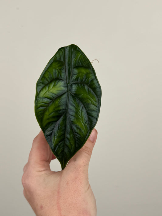 Alocasia ‘Green Unicorn’ (A)