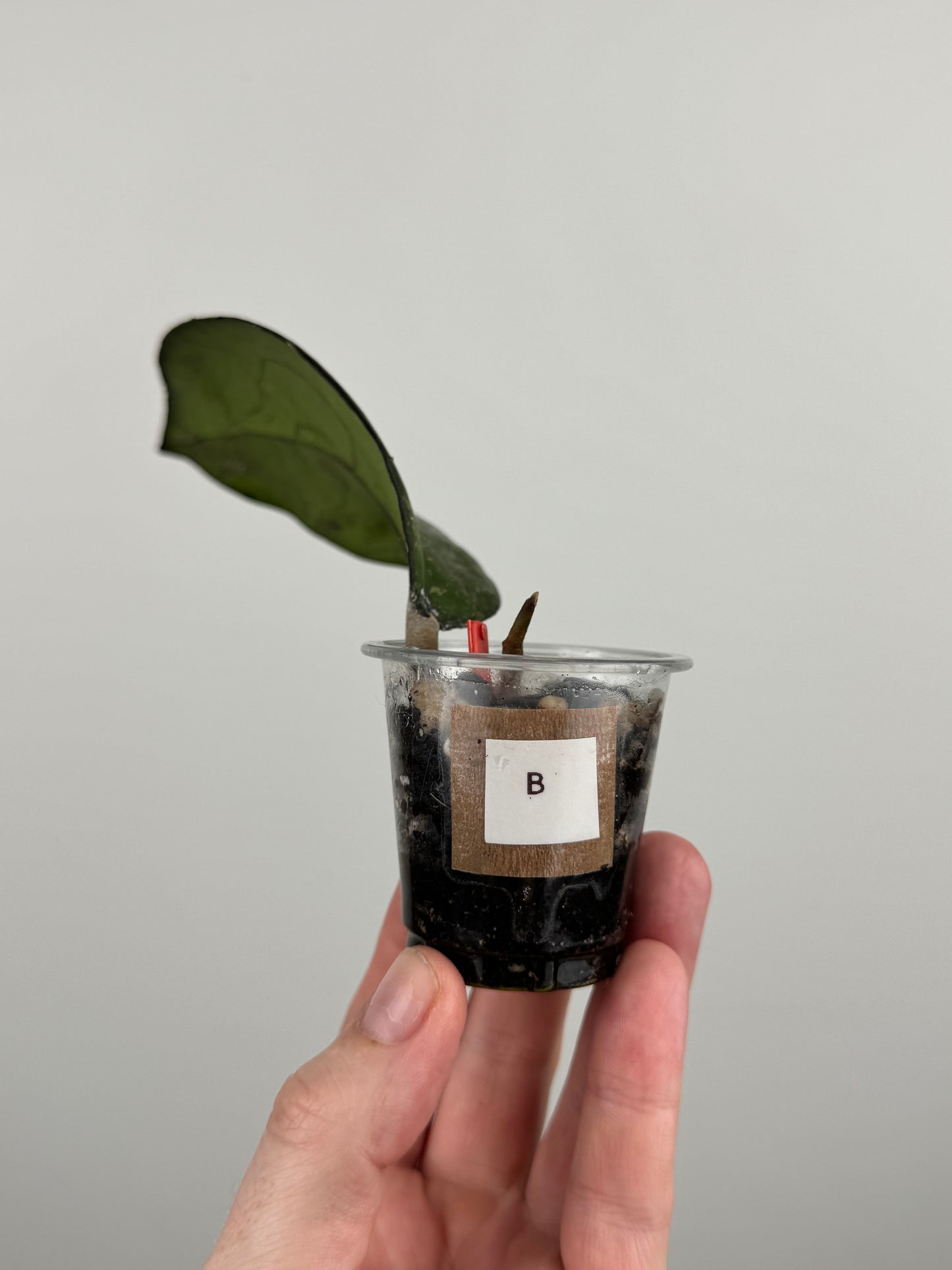 Hoya Patcharawalai 077 (B)