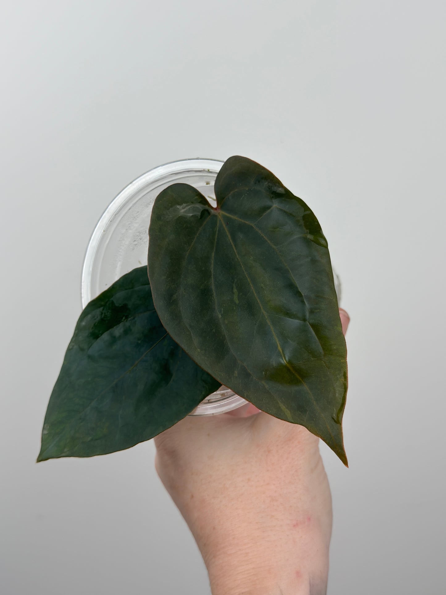 Variegated Anthurium Dressleri x 'Red Vein Dark Phoenix (RVDP)'