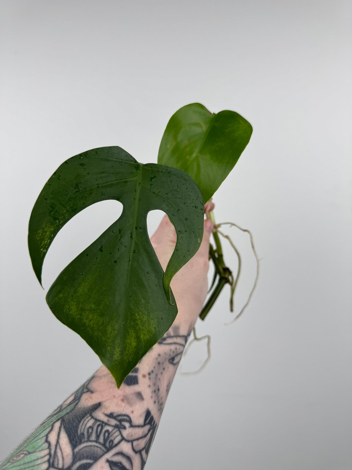 Monstera Sierrana (Hawaiian Clone)