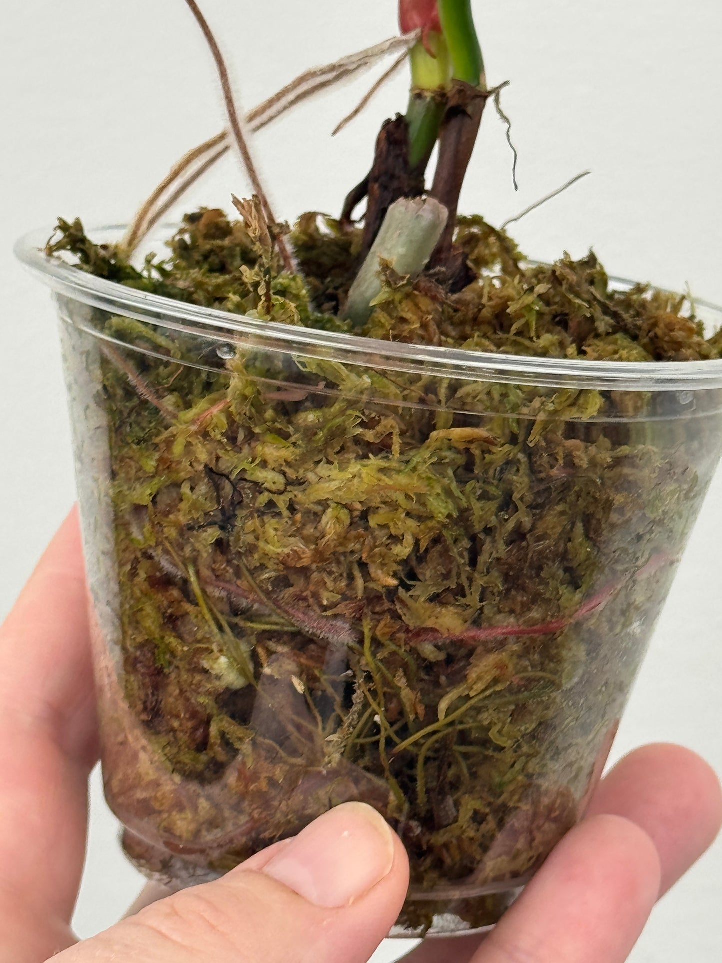 Philodendron Sodiroi Variegated