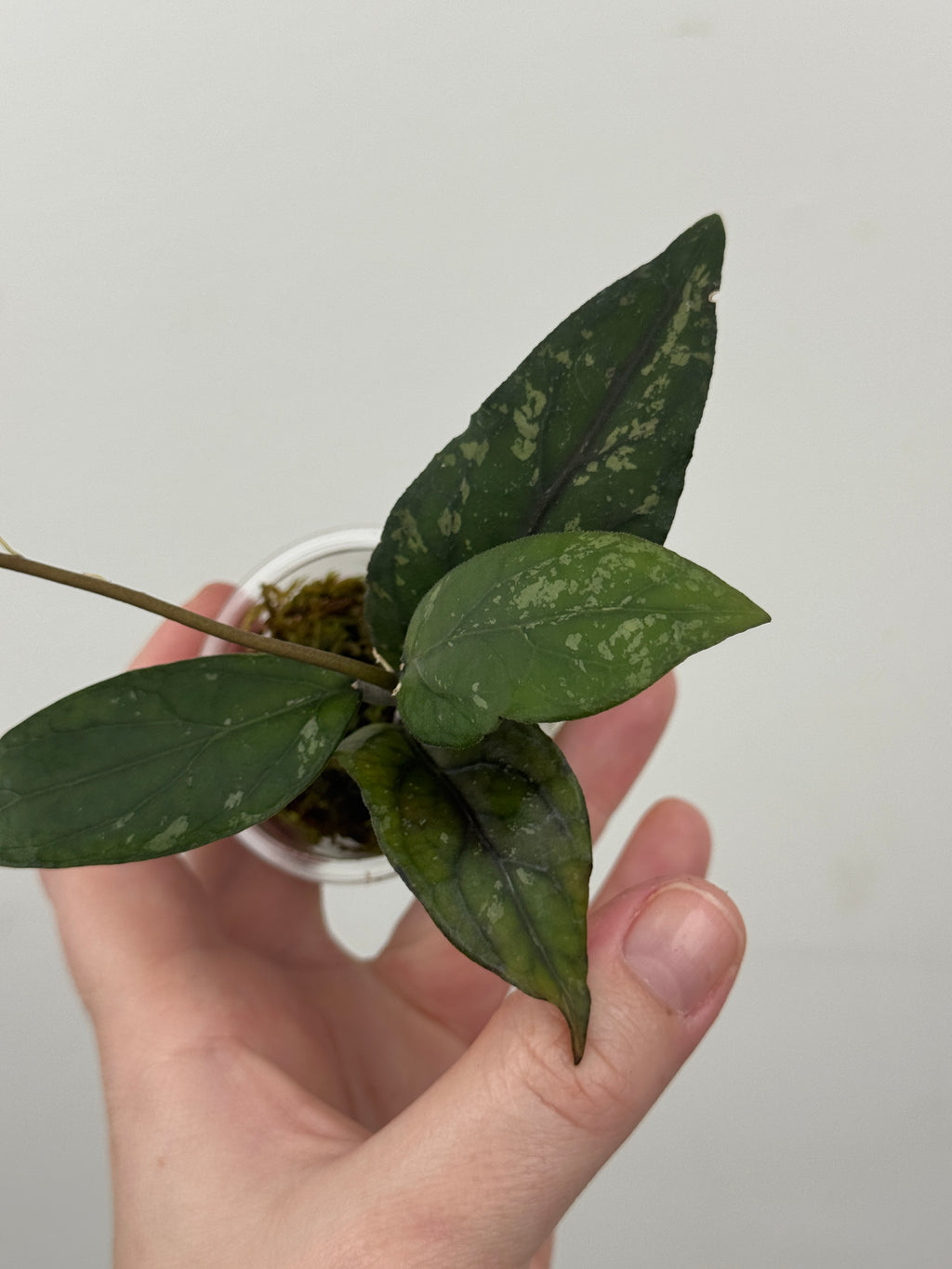 Hoya sp. Sumatra