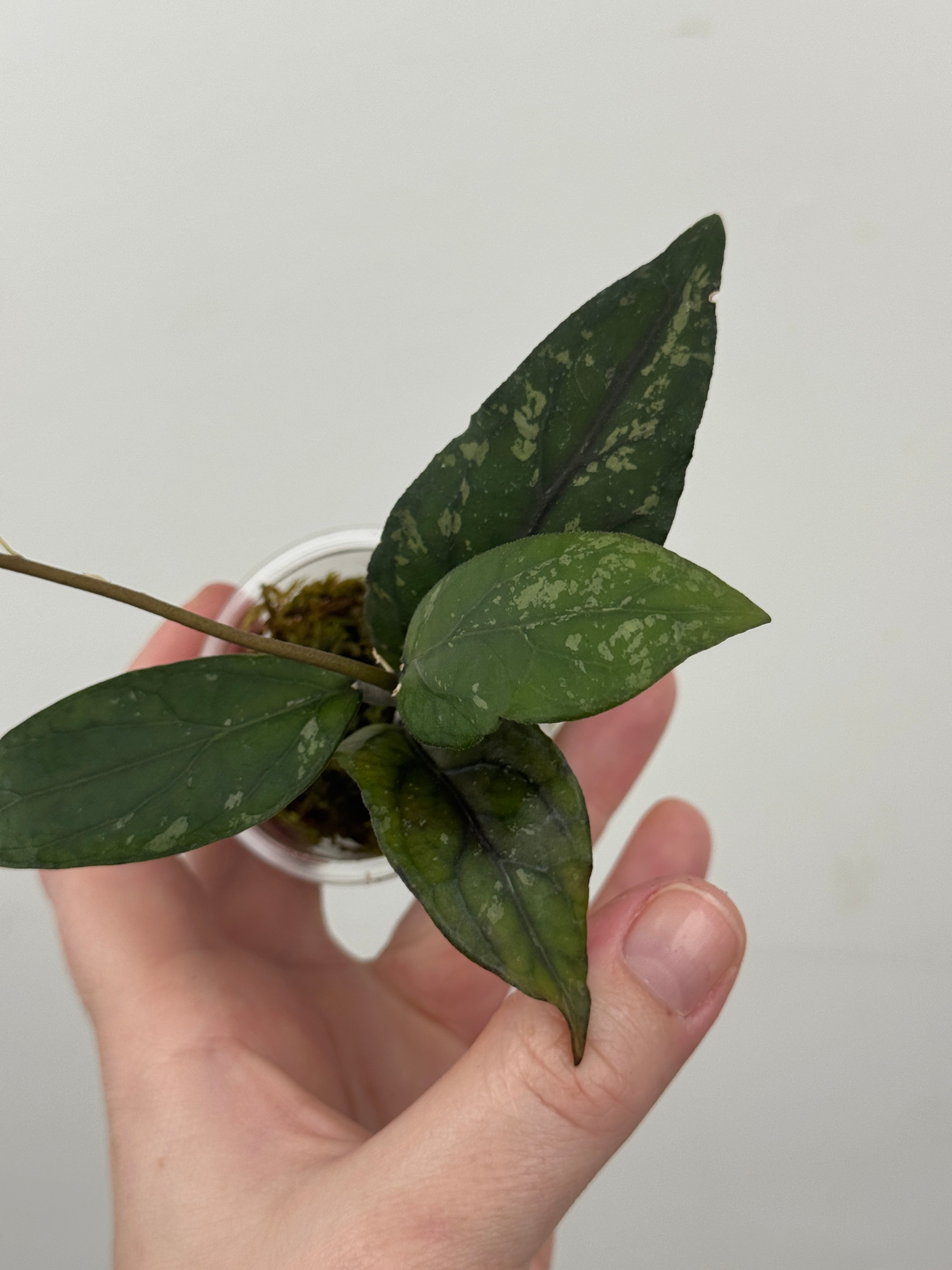 Hoya sp. Sumatra