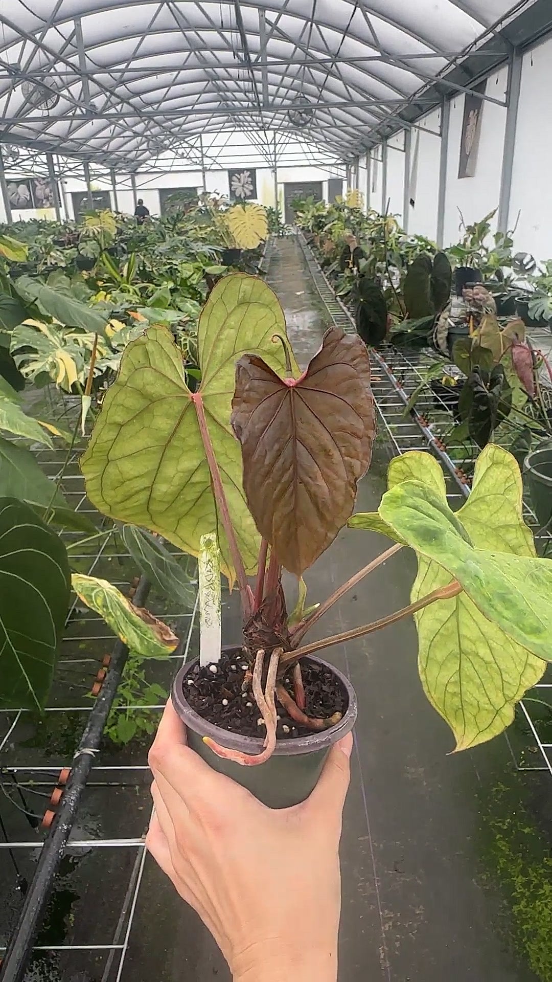 Anthurium ['Antioqua' x (Carla x Bess)] x (RVDP x Kuna) *GC SEEDLINGS