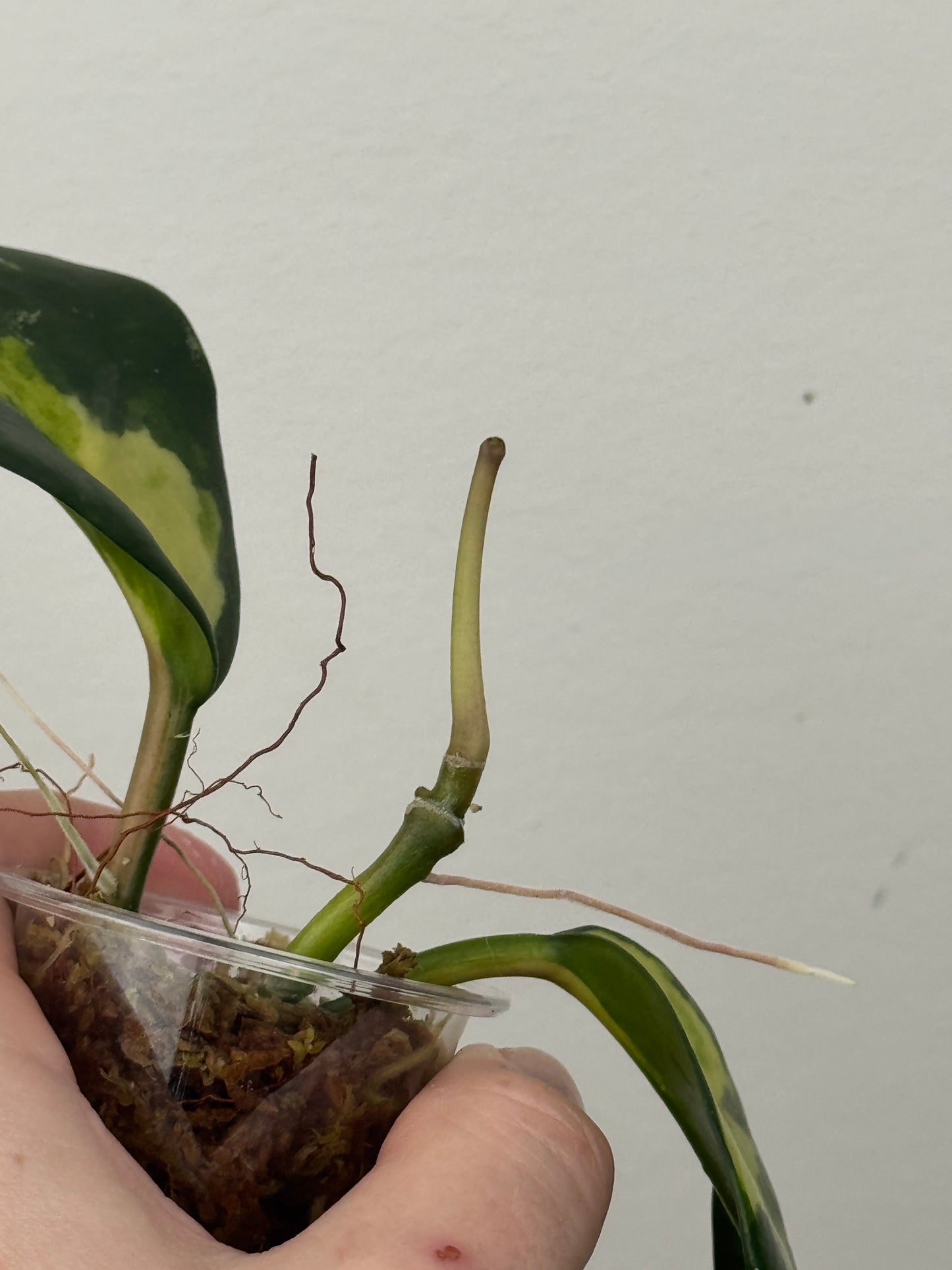 Hoya Diversifolia 'Maharani'