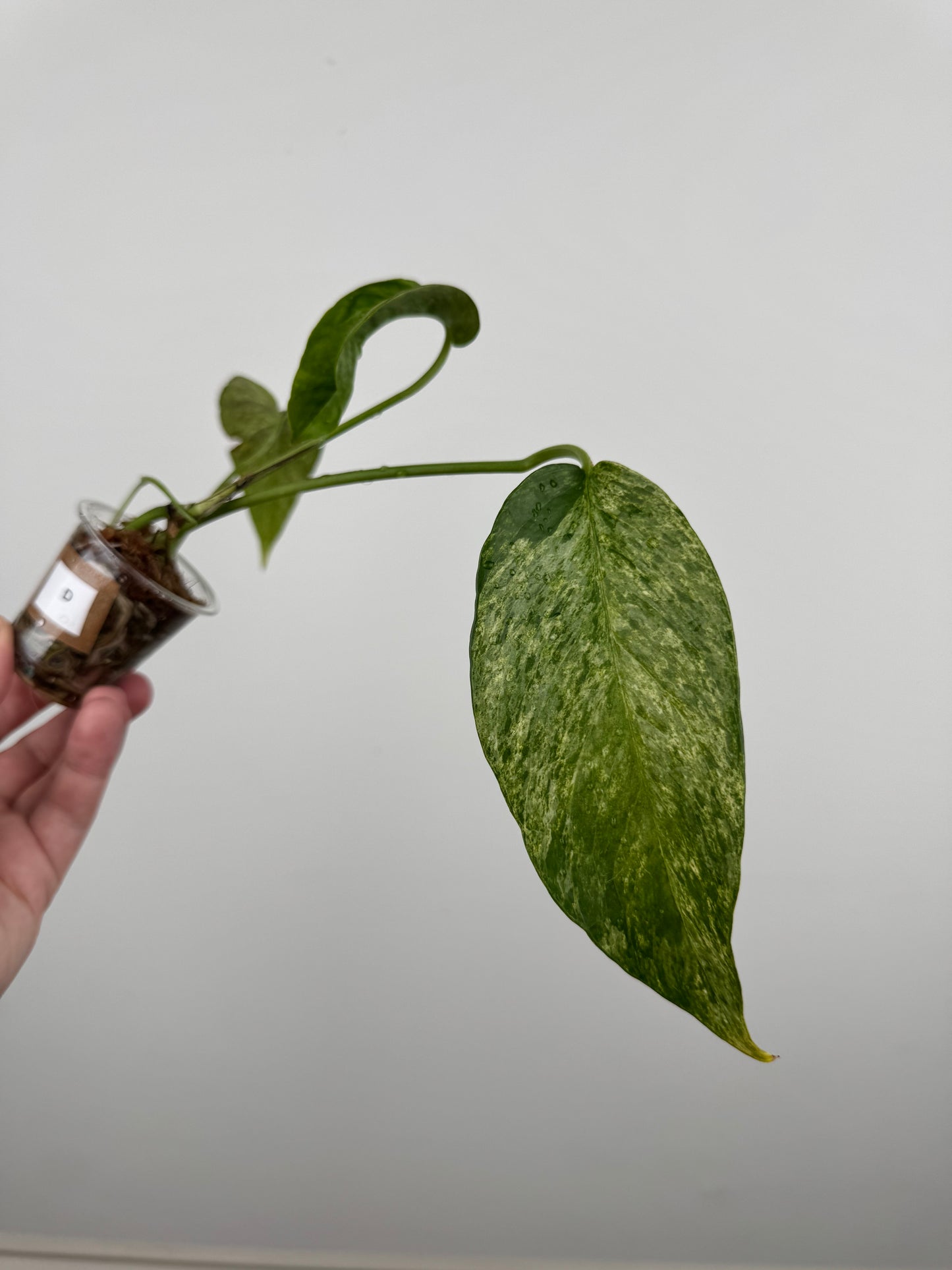 Epipremnum Pinnatum Tricolor Mint Variegated (D)