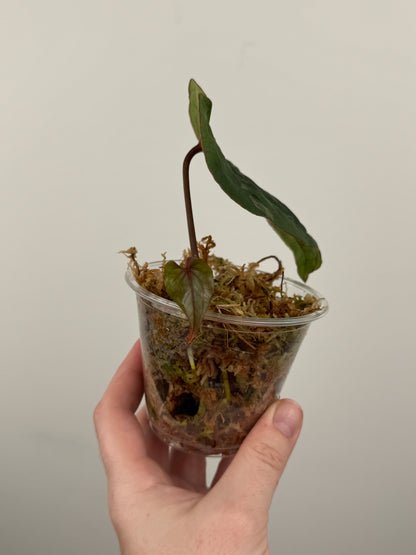 Anthurium Kunayalense x 'RVDP'