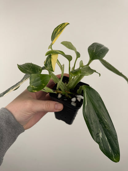 Monstera Standleyana Aurea High Variegation (A)