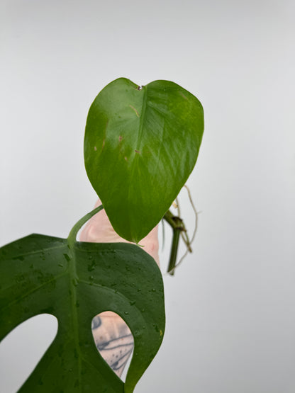 Monstera Sierrana (Hawaiian Clone)