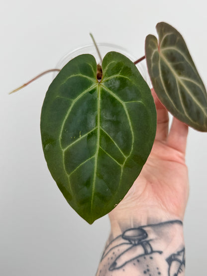 Anthurium Besseae AFF x ('AOS' x 'Red Crystallinum')