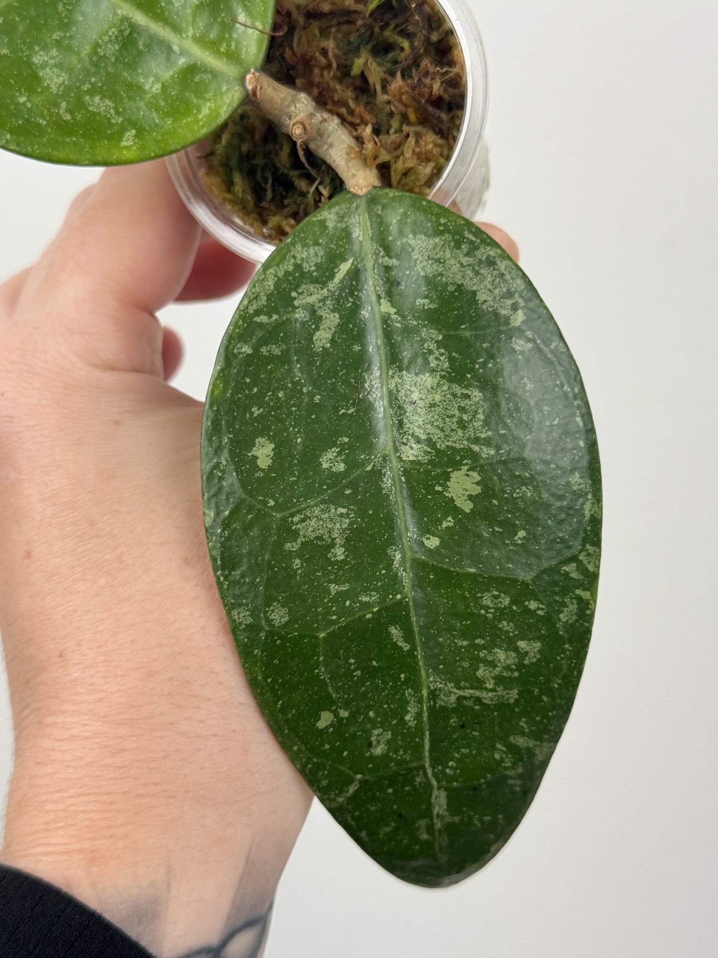 Hoya RHM 14-1
