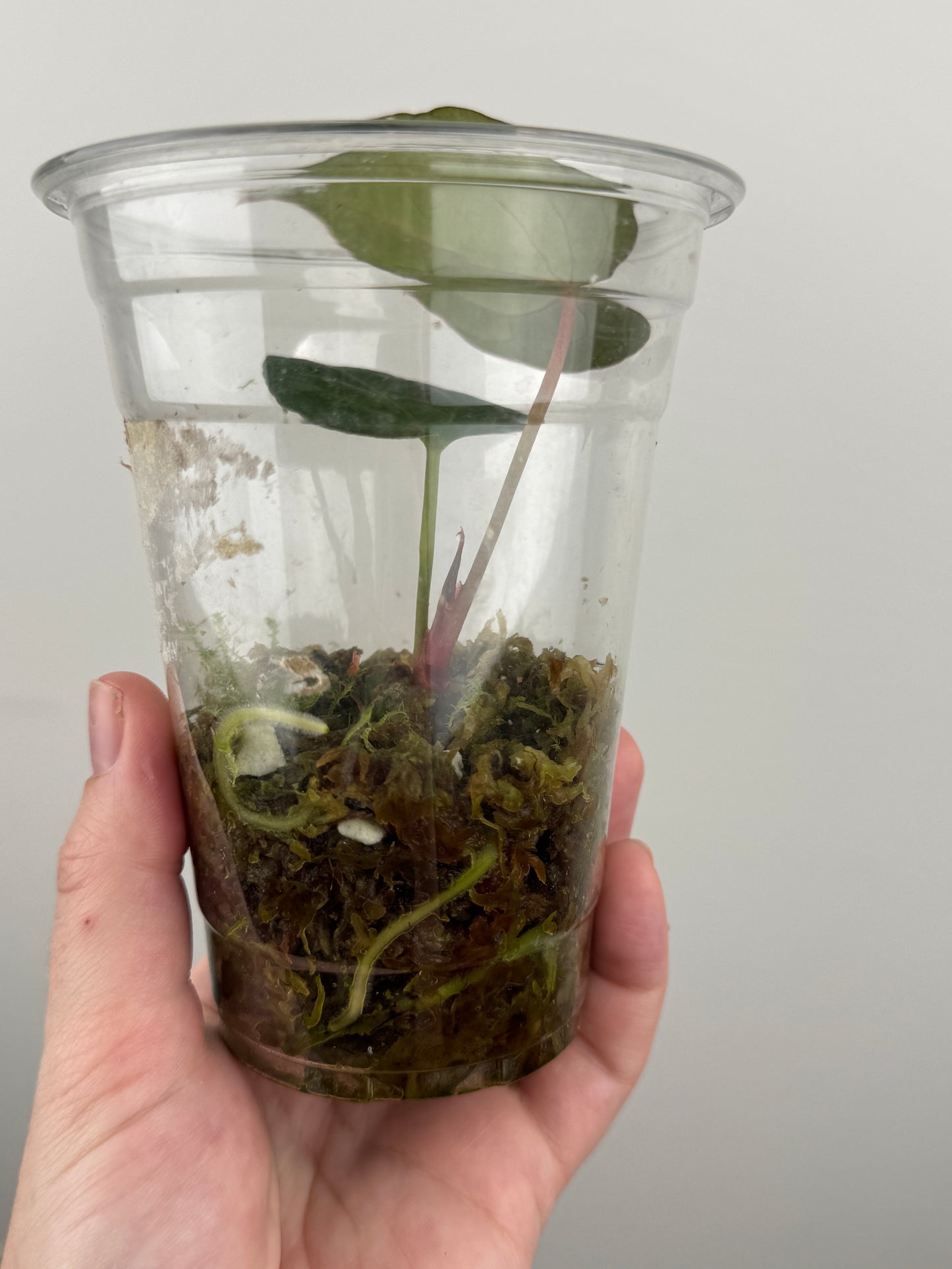 Anthurium 'Chocolate' Crystallinum x Carlablackiae