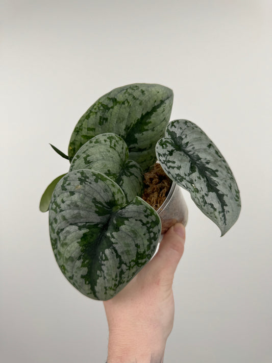 Scindapsus Pictus 'Exotica'