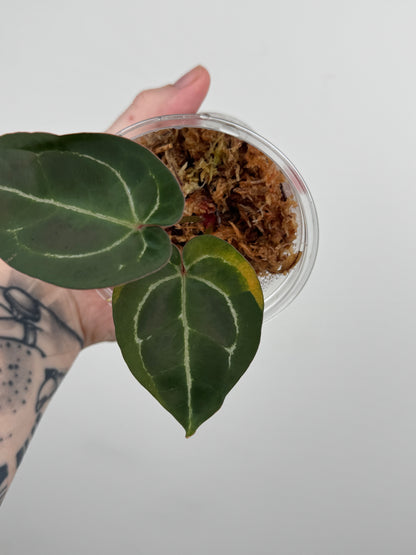 Anthurium 'Zara #33' x 'Home Sweet Home' (Doc Block Hybrid)