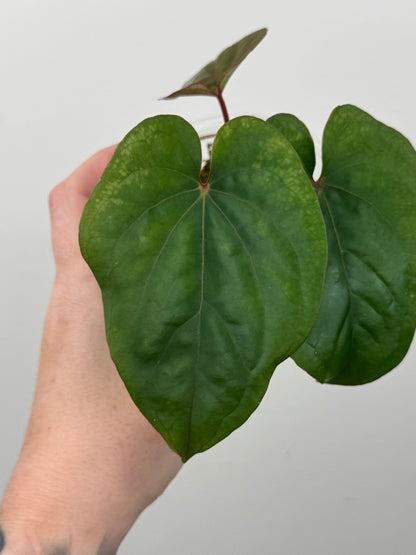 Anthurium Kunayalense x 'RVDP'