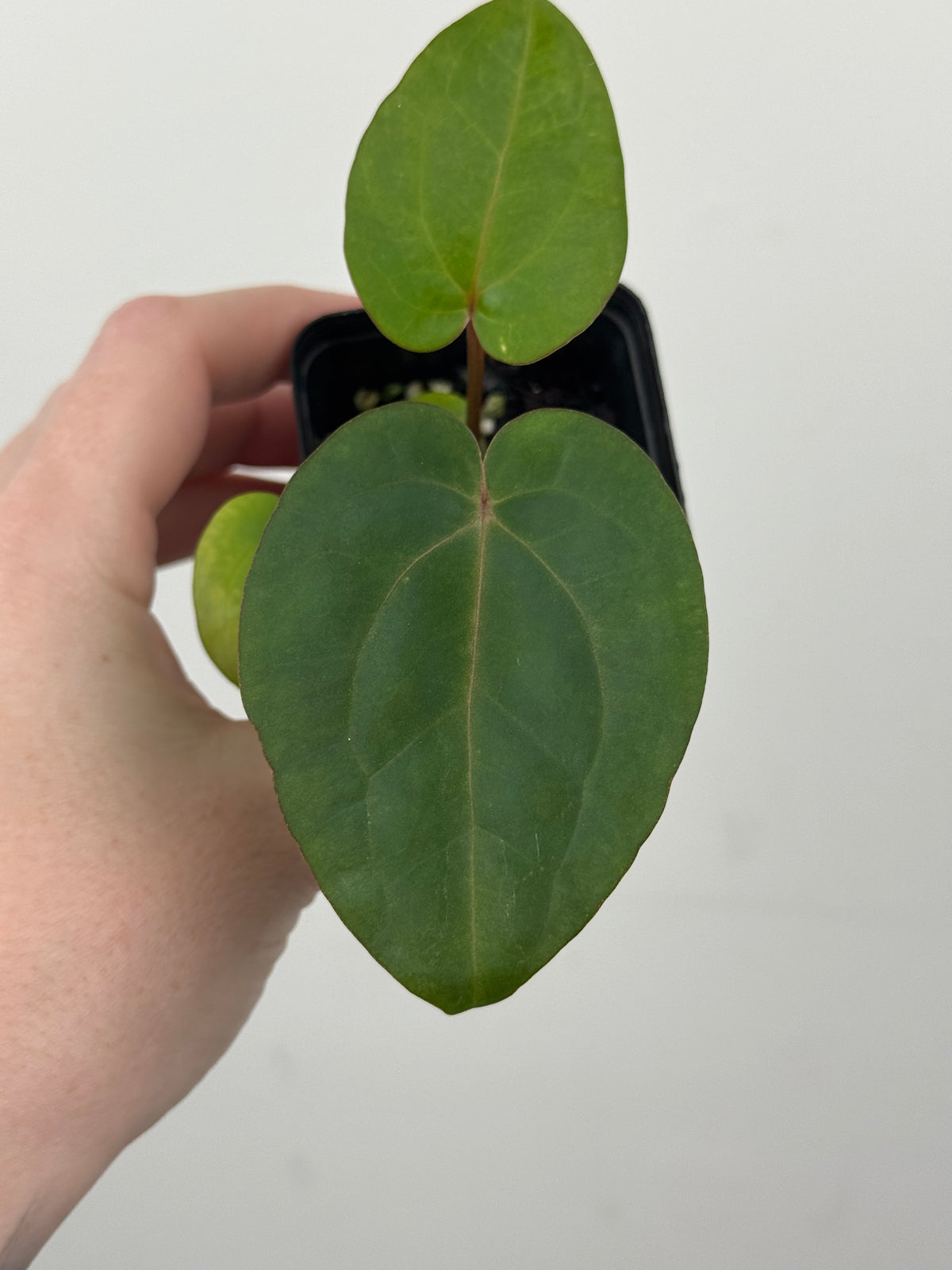 A15 Anthurium ['Antioqua' x (Carla x Bess)] x (RVDP x Kuna)