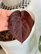 A17 Anthurium ['Antioqua' x (Carla x Bess)] x (RVDP x Kuna)