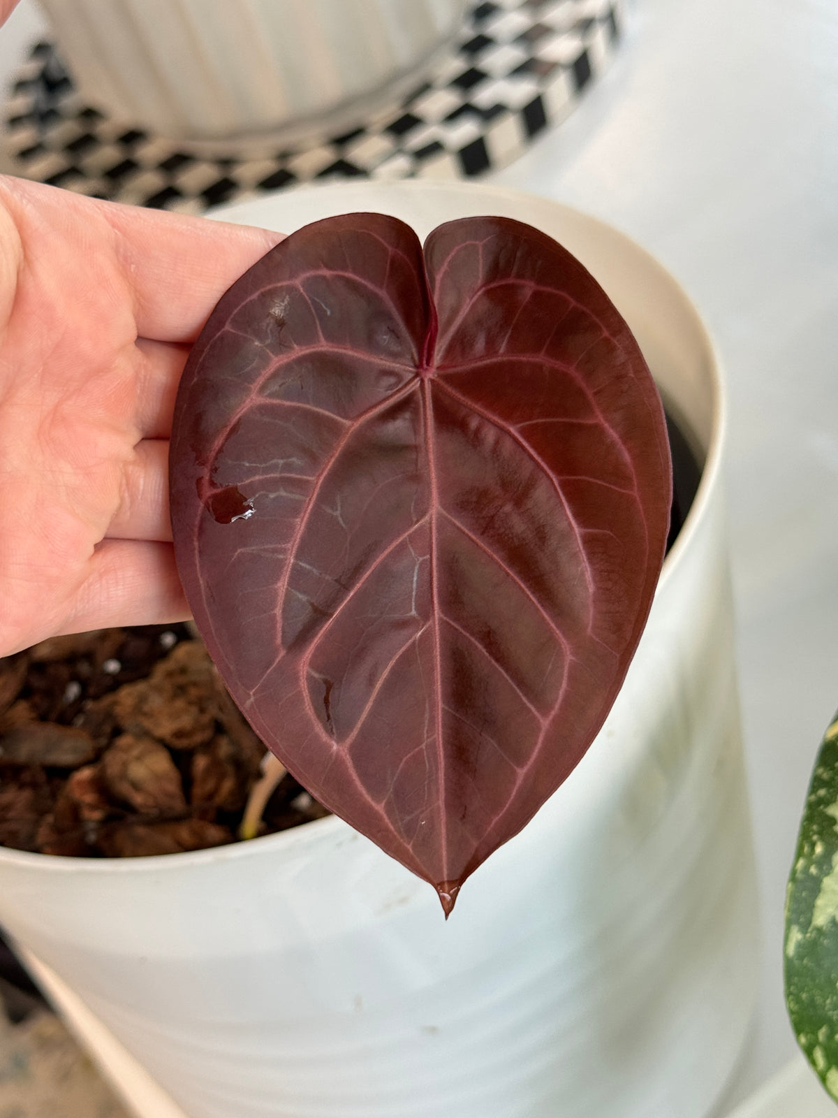 Anthurium ['Antioqua' x (Carla x Bess)] x (RVDP x Kuna) *GC SEEDLINGS
