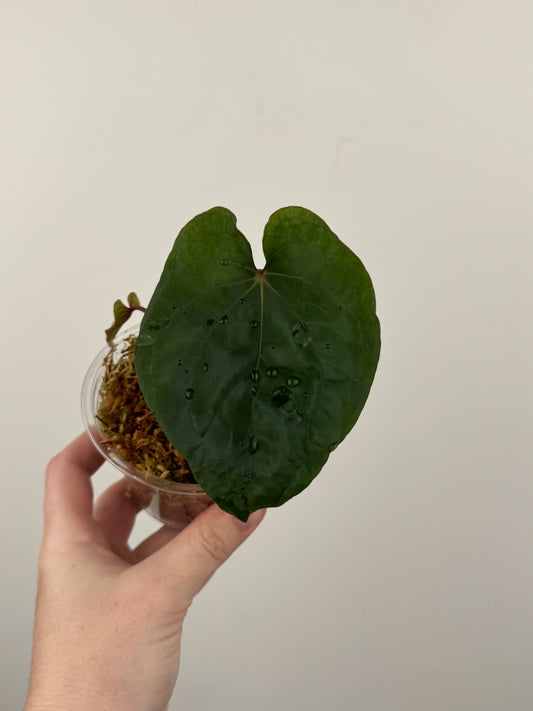 Anthurium Kunayalense x 'RVDP'