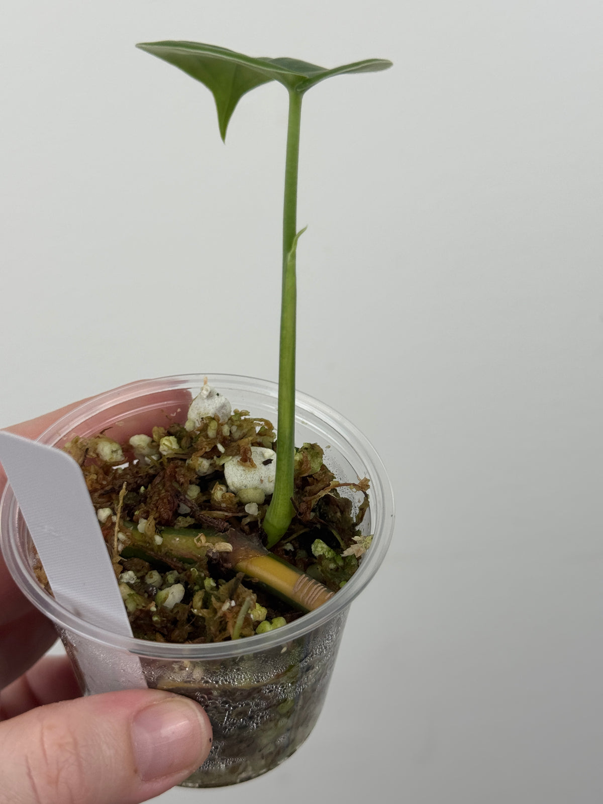 Syngonium Chiapense Albo Variegated